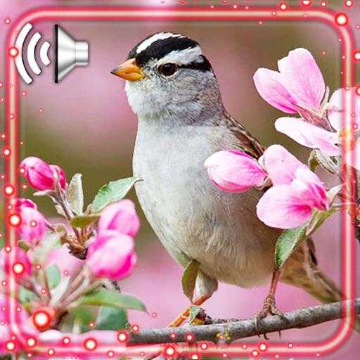 Birds Amazing Live Wallpaper 1.5