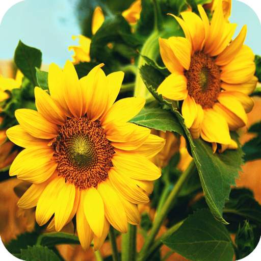 Sunflower Wallpaper 4K Latest 1.013