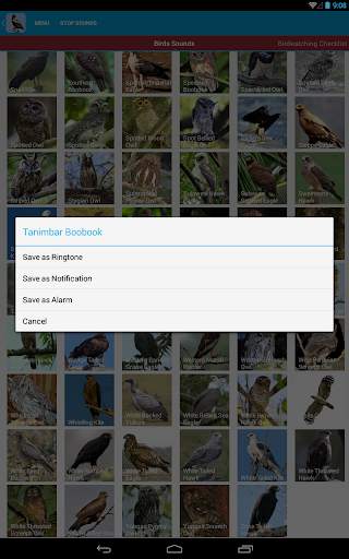 Birds of Prey Sounds Free screenshot 23
