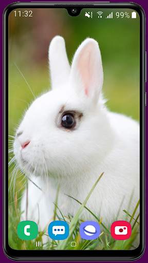 Rabbit HD Wallpaper screenshot 1