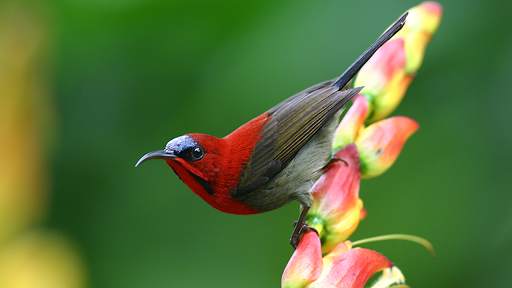 Bird Live Wallpaper HD 4K screenshot 1