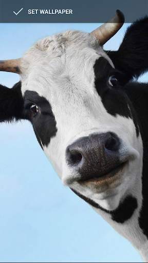 Cow Wallpaper screenshot 7