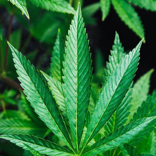 Weed Wallpaper icon
