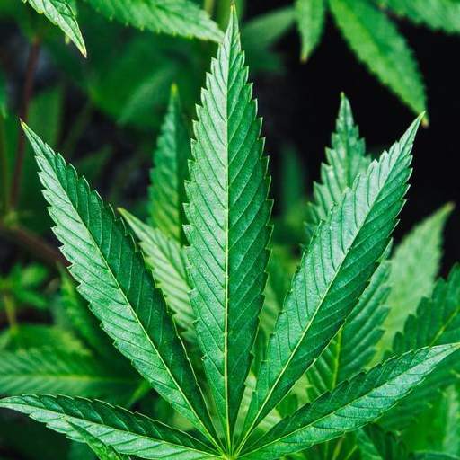 Weed Wallpaper 3.0.0