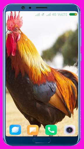 Chicken Wallpaper Best 4K screenshot 16