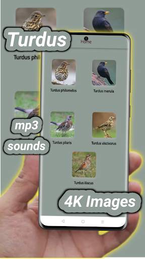 thrush birds screenshot 2