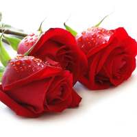 Red Rose Wallpaper logo