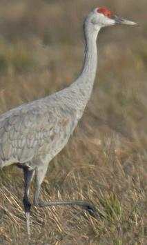 Sandhill Crane Wallpaper screenshot 4