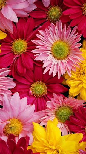 3D Flower Wallpaper screenshot 13