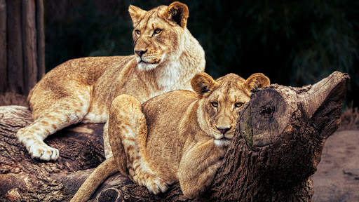 Lion Live Wallpaper (Wallpapers & Backgrounds) screenshot 13