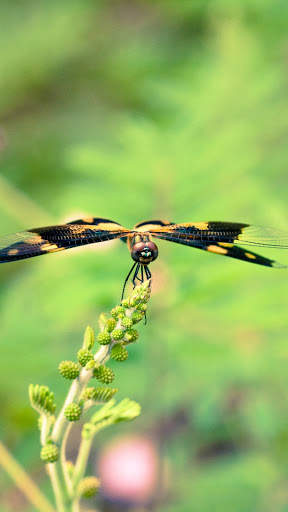 Macro HD Wallpaper screenshot 13