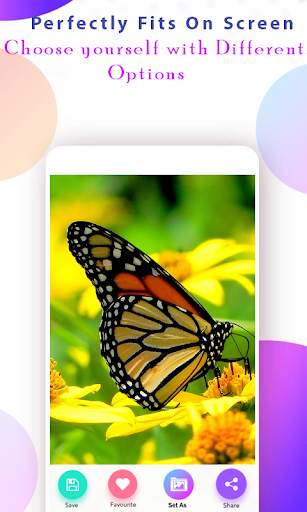 Butterfly Wallpaper HD screenshot 4
