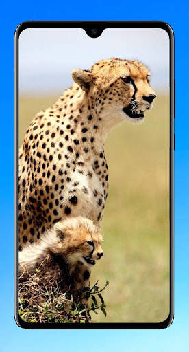 Cheetah Wallpaper 4K screenshot 4