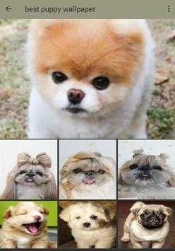 Litle Puppy Wallpaper screenshot 4