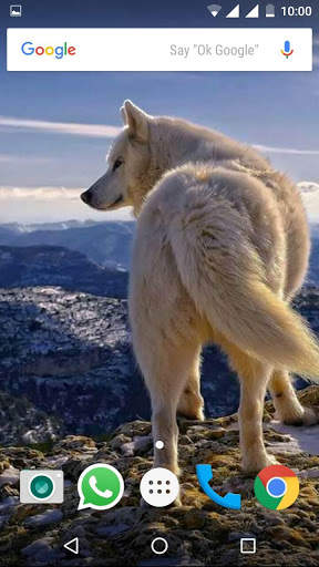 Wolf Wallpapers HD screenshot 2