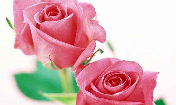White roses wallpapers screenshot 1