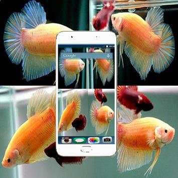 Betta Fish Fighting Game Wallpaper screenshot 3