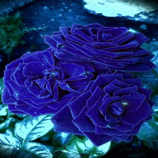 Blue Roses Live Wallpaper 3
