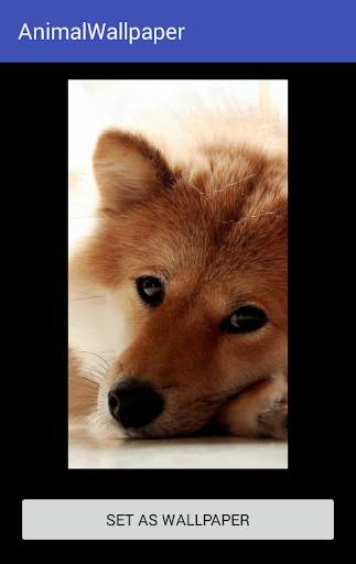 Animal Wallpaper screenshot 12