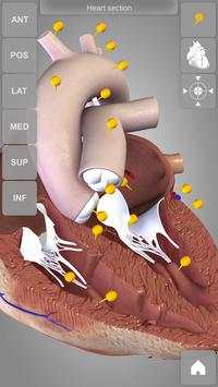 Heart 3D Anatomy Lite screenshot 1