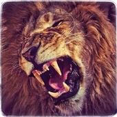 Jungle Lion Run 3D icon
