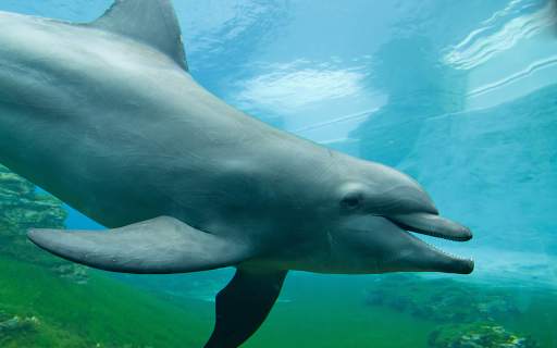 Dolphin Wallpapers HD (backgrounds & themes) screenshot 11