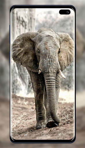 Elephant Wallpaper 8 تصوير الشاشة