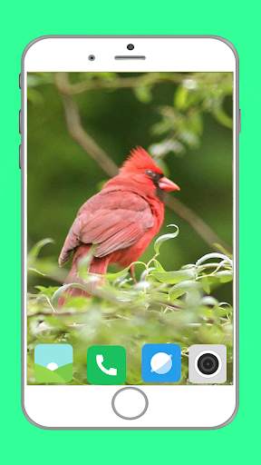 Birds Full HD Wallpaper स्क्रीनशॉट 11