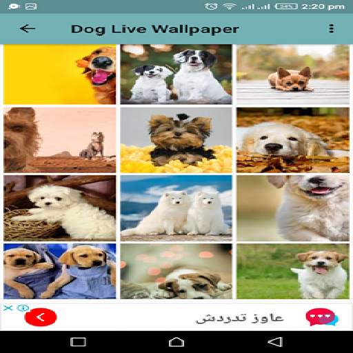 Dog Live Wallpaper screenshot 5