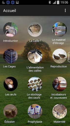 Quail breeding (Guide) screenshot 1