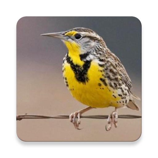 Meadowlark Bird Sound Collections ~ Sclip.app icon