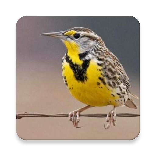 Meadowlark Bird Sound Collections ~ Sclip.app 1.0.2
