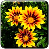 Summer Time Scene LITE icon