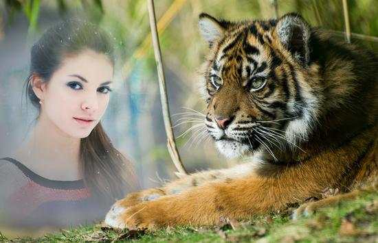 Tiger Photo Frames screenshot 4
