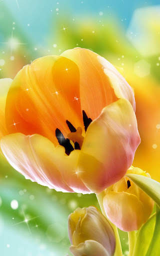 Tulips Live Wallpaper screenshot 5