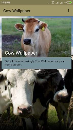 Cow Wallpaper screenshot 1