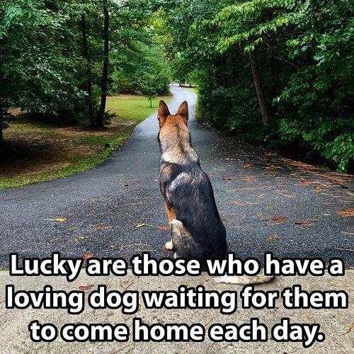 Animal Lover Quotes - Dog Lover Status - Cat Love screenshot 7