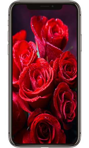 Red Rose Flower Lock Screen, Red Rose wallpapers screenshot 5