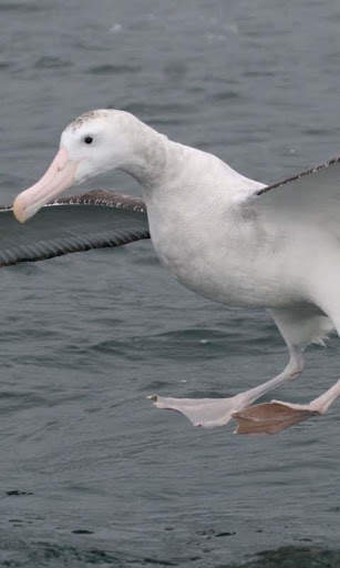 Albatross Live Wallpaper Free screenshot 3
