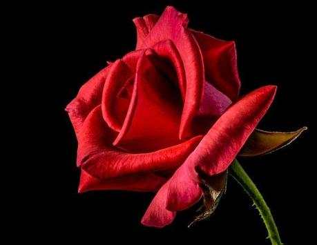 Rosas Hermosas screenshot 2