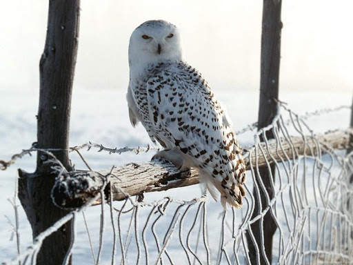 Snowy Owl Bird HD Wallpaper screenshot 1