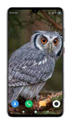 Owl Wallpaper HD screenshot 2