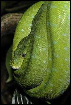 Snake Wallpapers screenshot 5