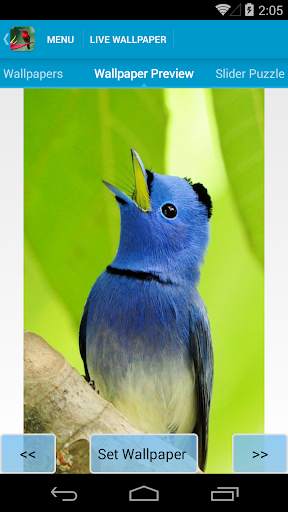 Beautiful Birds Live Wallpaper screenshot 4