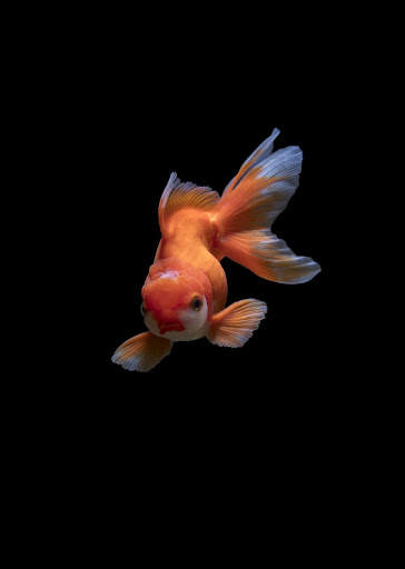 Fish Video Live Wallpaper screenshot 3