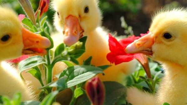 oh birds स्क्रीनशॉट 9