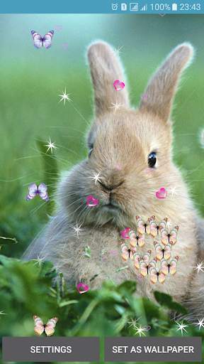 Rabbit Live Wallpaper screenshot 4