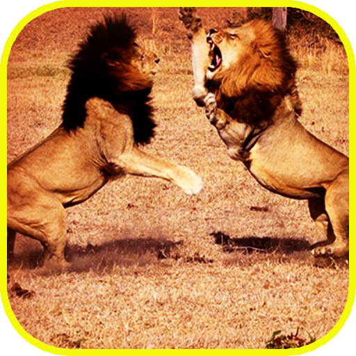 Pk African Lions Fight icon