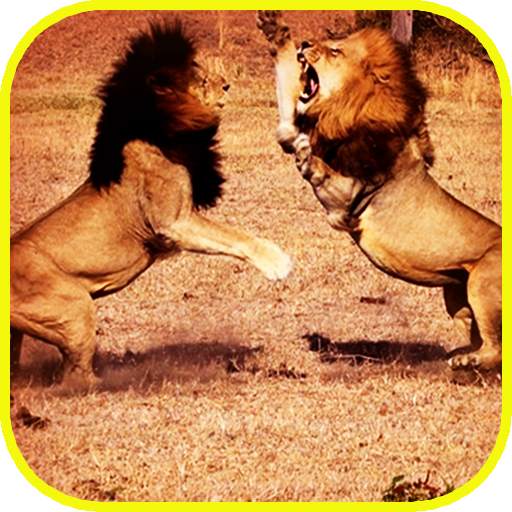 Pk African Lions Fight 2.01