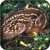 Gazelle wallpapers 5.0